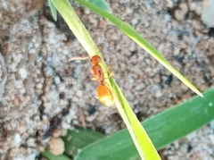Camponotus chloroticus