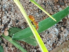 Camponotus chloroticus