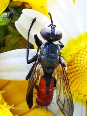 Cylindromyia bicolor