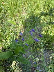 Salvia pratensis