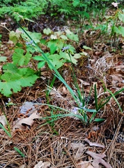 Sisyrinchium elizabethiae