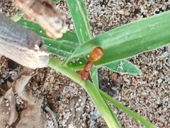 Camponotus chloroticus