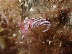 Facelinopsis marioni