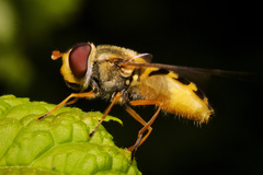 Syrphini