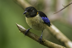 Iridophanes pulcherrimus