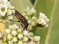 Stomorhina xanthogaster