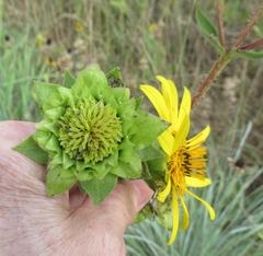 Silphium radula