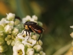 Stomorhina xanthogaster