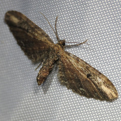 Eupithecia subapicata