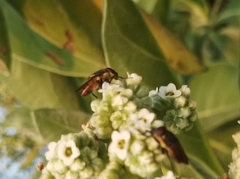 Stomorhina xanthogaster