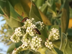 Stomorhina xanthogaster