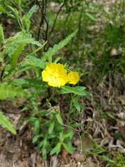 Crocanthemum canadense