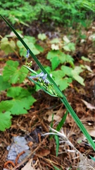 Sisyrinchium elizabethiae