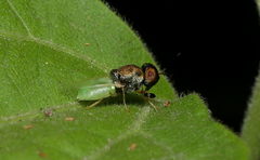 Oplodontha rubrithorax