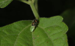 Oplodontha rubrithorax