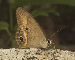 Hypocysta irius