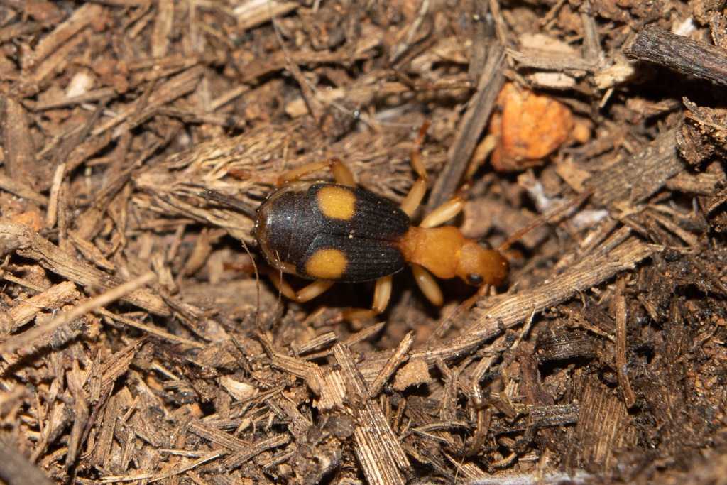 Crepidogaster insignis