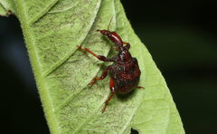 Strigapoderus