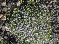 Veronica minuta