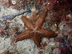 Astropecten spinulosus
