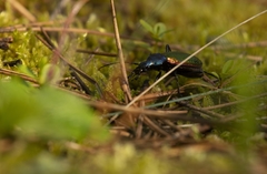 Carabus hispanus