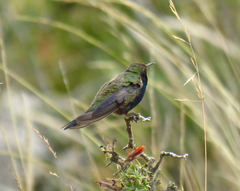 Oreotrochilus melanogaster