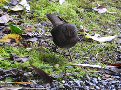 Pycnoptilus floccosus