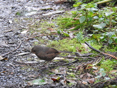 Pycnoptilus floccosus