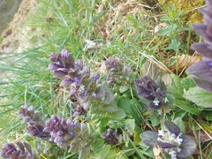 Ajuga pyramidalis