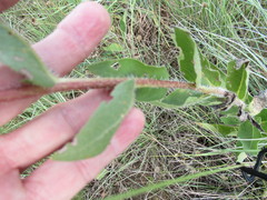 Silphium radula