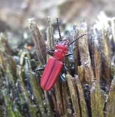 Cucujus haematodes haematodes