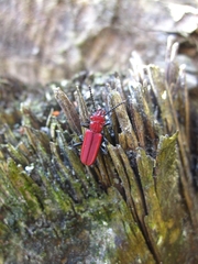 Cucujus haematodes haematodes