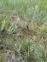 Carex stenophylla