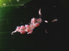 Facelina rubrovittata