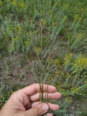 Carex stenophylla