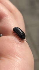 Armadillidium vulgare