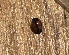 Scymnus subvillosus