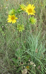 Silphium radula