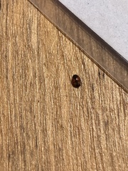 Scymnus subvillosus