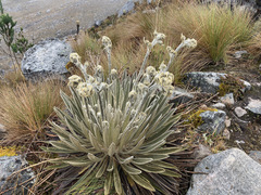 Espeletia colombiana
