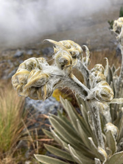 Espeletia colombiana