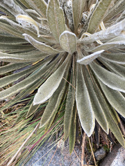 Espeletia colombiana