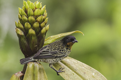 Ixothraupis rufigula