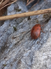Gonioctena fornicata
