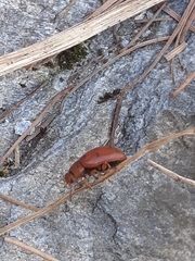 Gonioctena fornicata