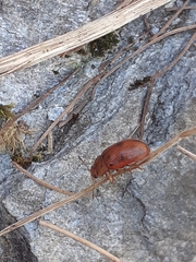 Gonioctena fornicata
