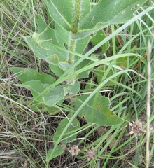Silphium radula
