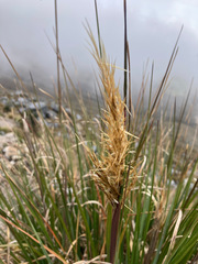 Cortaderia pungens