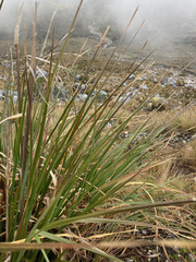 Cortaderia pungens