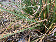 Cortaderia pungens